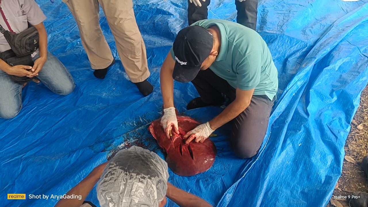 Tim BVET Lampung Temukan Cacing Hati pada Sapi Kurban Presiden di Seluma