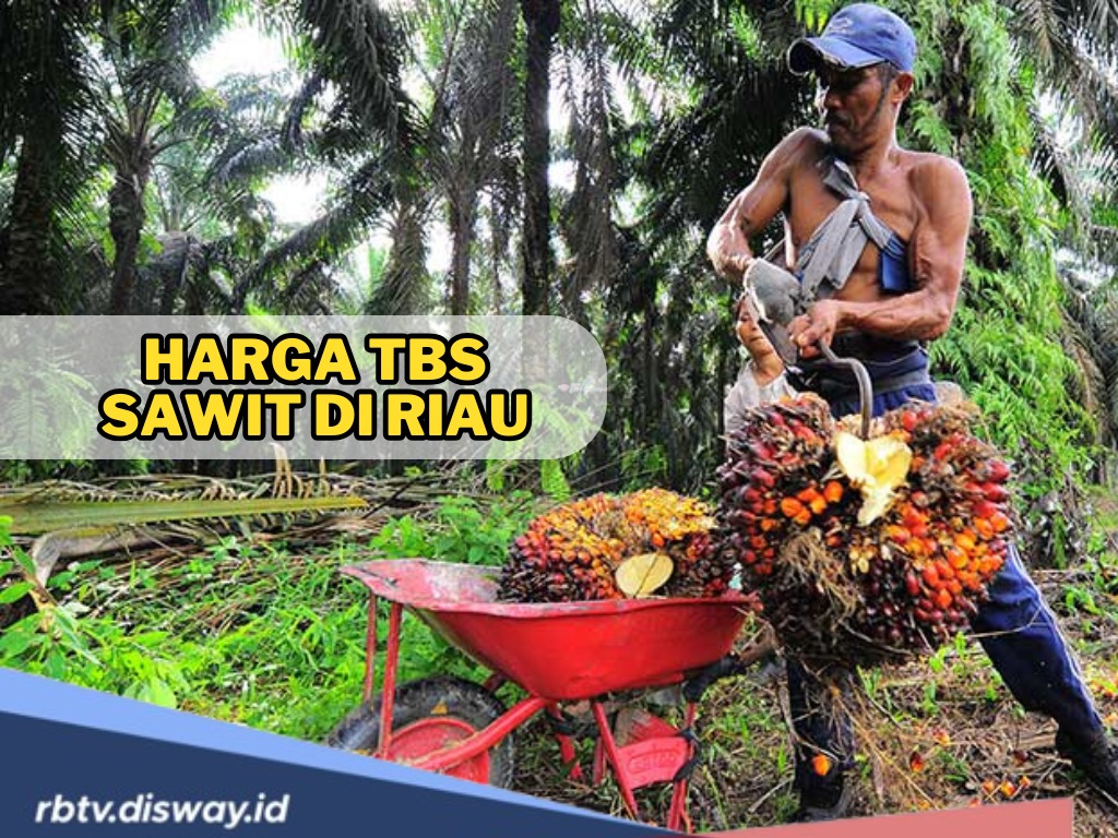 Pantau Sekarang! Ini Daftar Harga TBS Sawit di Riau Periode 16-22 April 2025, Hasil Pengumuman Disbun Riau