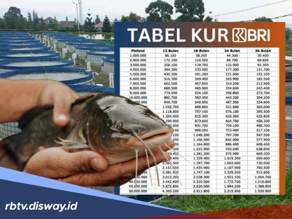 Budidaya Lele Makin Berkembang dengan Pinjaman KUR, Ini Rincian Angsuran KUR BRI Rp 10 Juta 
