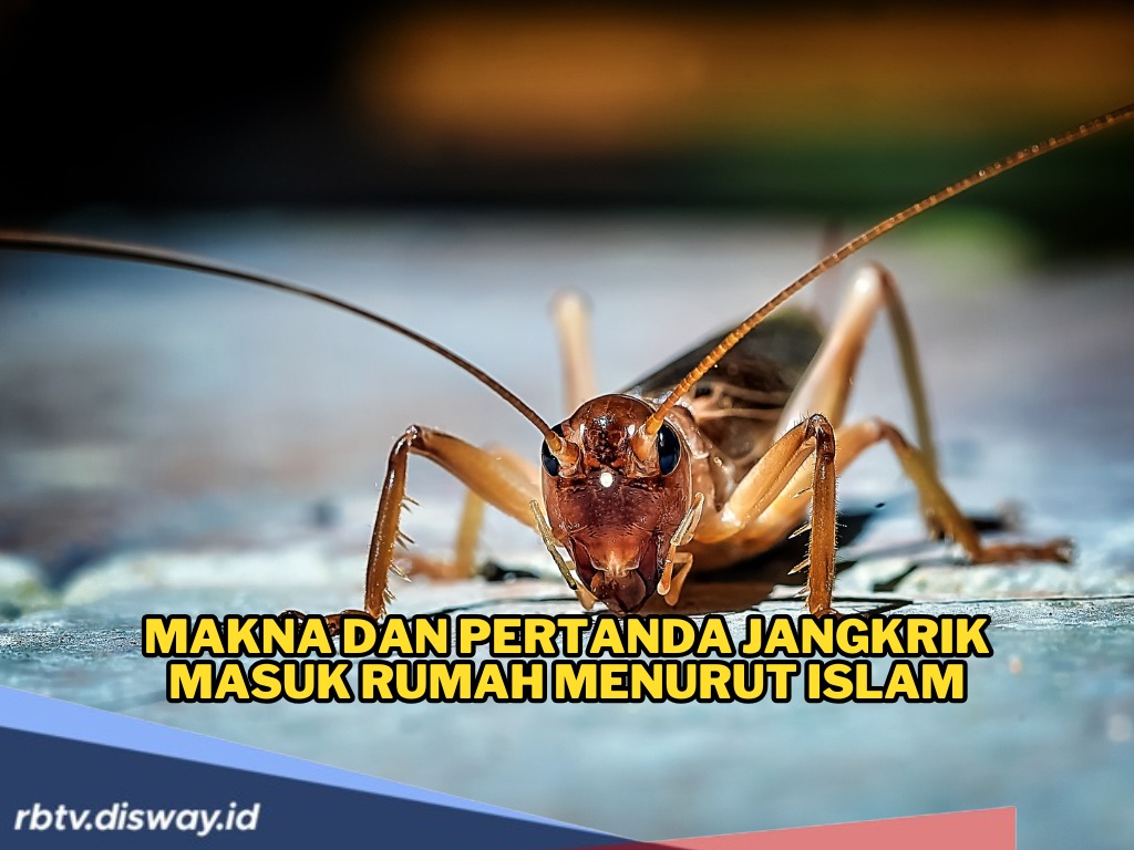Makna Jangkrik Masuk Rumah Menurut Islam, Benarkah Pertanda Keberuntungan? 