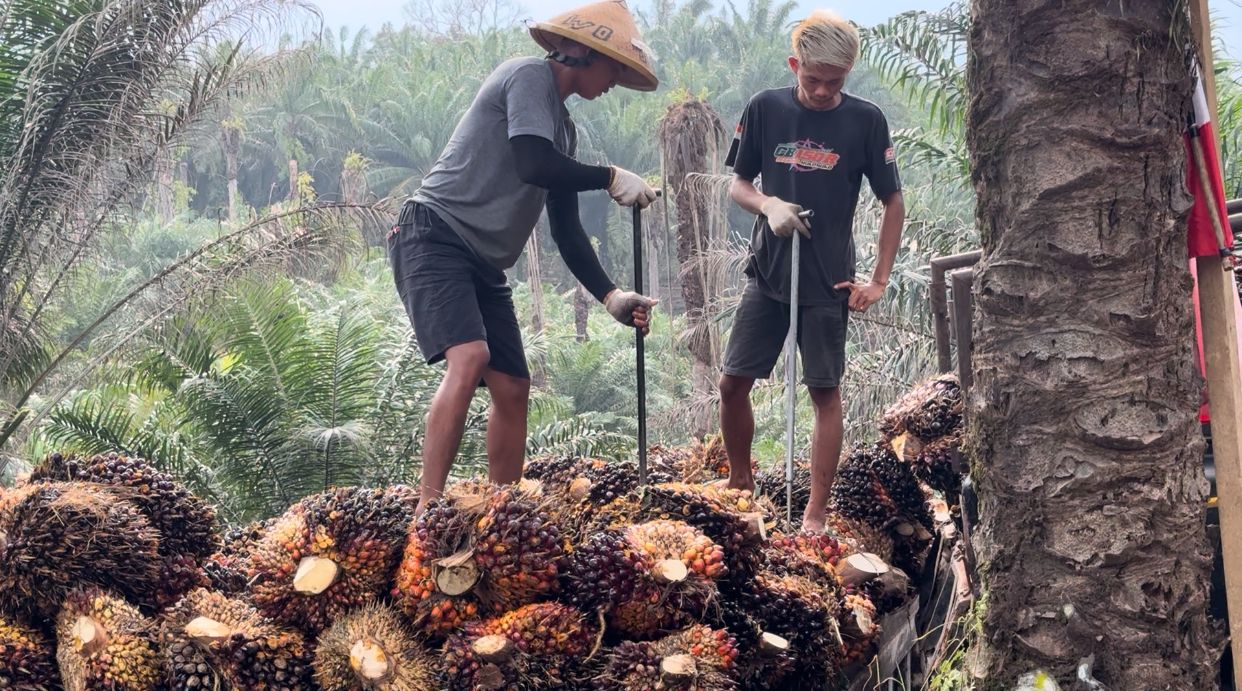 Harga Terbaru TBS Sawit Periode 21 September 2024 di Mukomuko, Petani Keluhkan Ini