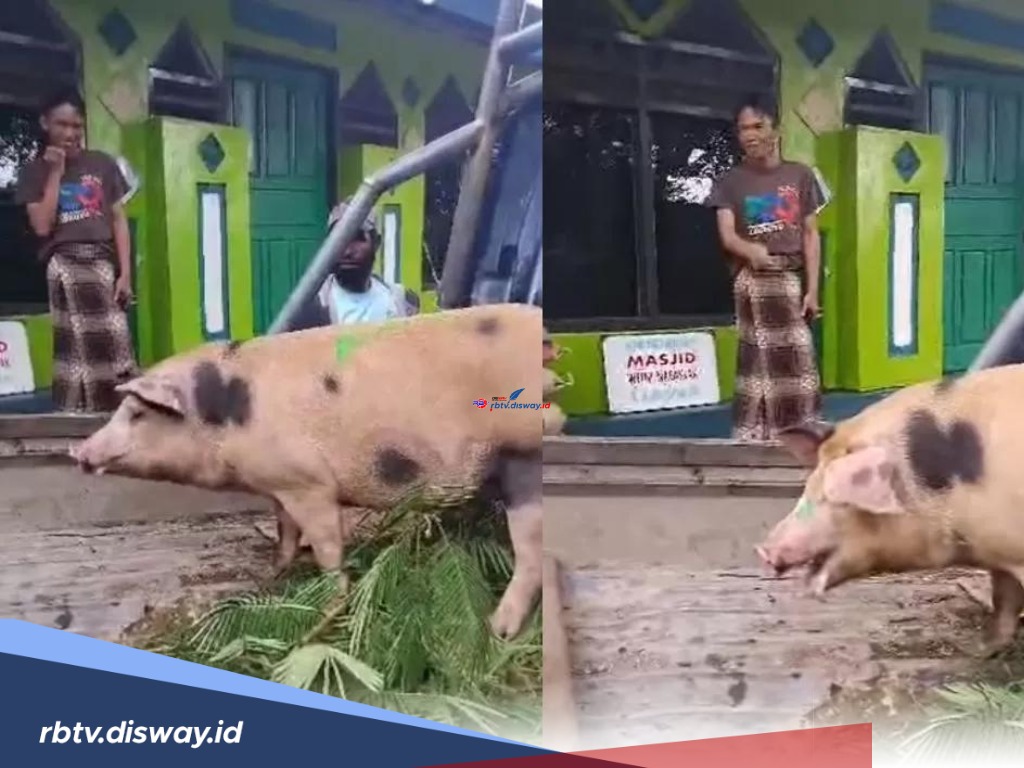 Viral, Seorang Mualaf di Papua Ingin Berkurban Babi! Kok Bisa? Ternyata Ini Alasannya