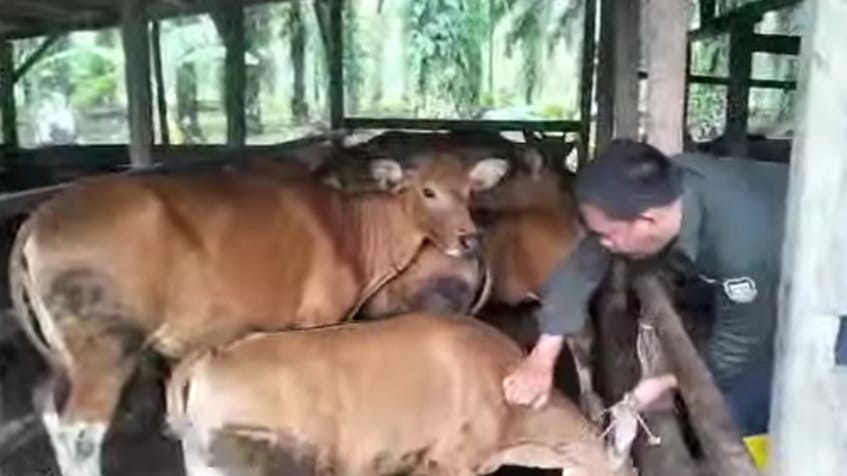 147 Ekor Sapi di Seluma Terserang Penyakit Mulut dan Kuku, 60 Sudah Sembuh, Ini Ciri-cirinya