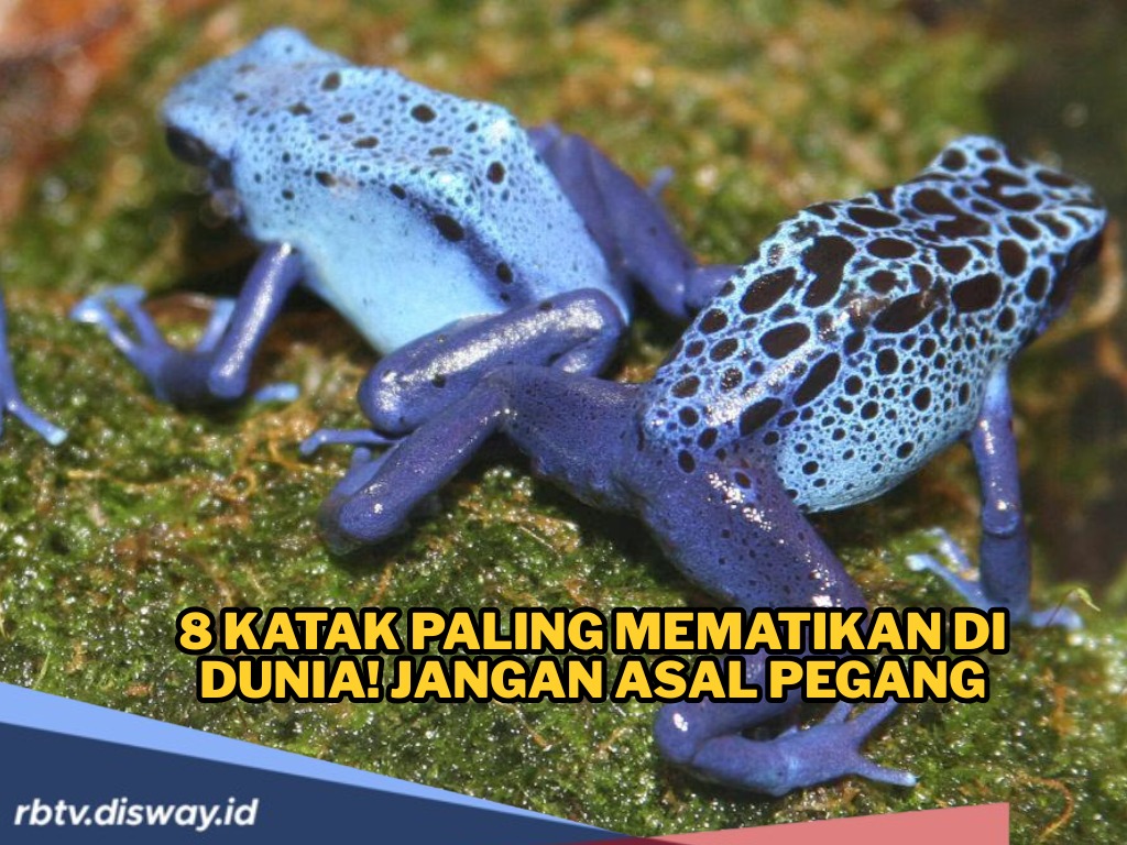 Cantik tapi Beracun, Ini 8 Katak Paling Mematikan di Dunia