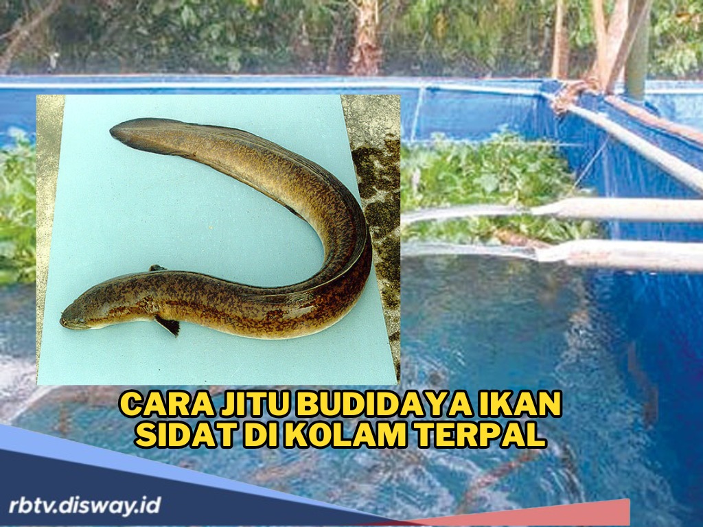 Cara Jitu Budidaya Ikan Sidat di Kolam Terpal, Modal Kecil, Untung Besar Cukup dari Rumah Sendiri