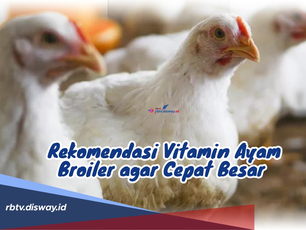 Ngga Usah Bingung! Ini Lho 5 Rekomendasi Vitamin Ayam Broiler agar Cepat Besar