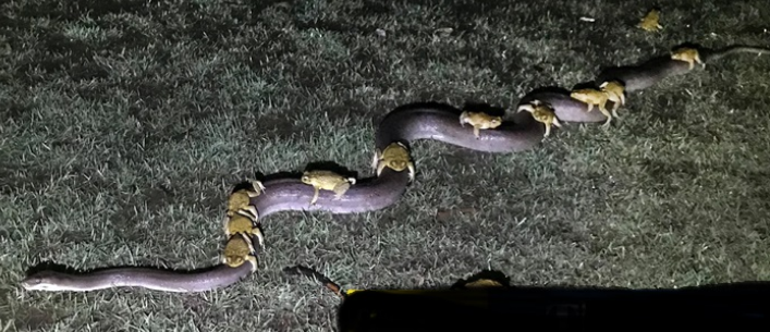 Fenomena Katak saat Turun Hujan, Puluhan Katak Puru Menunggangi Ular Piton