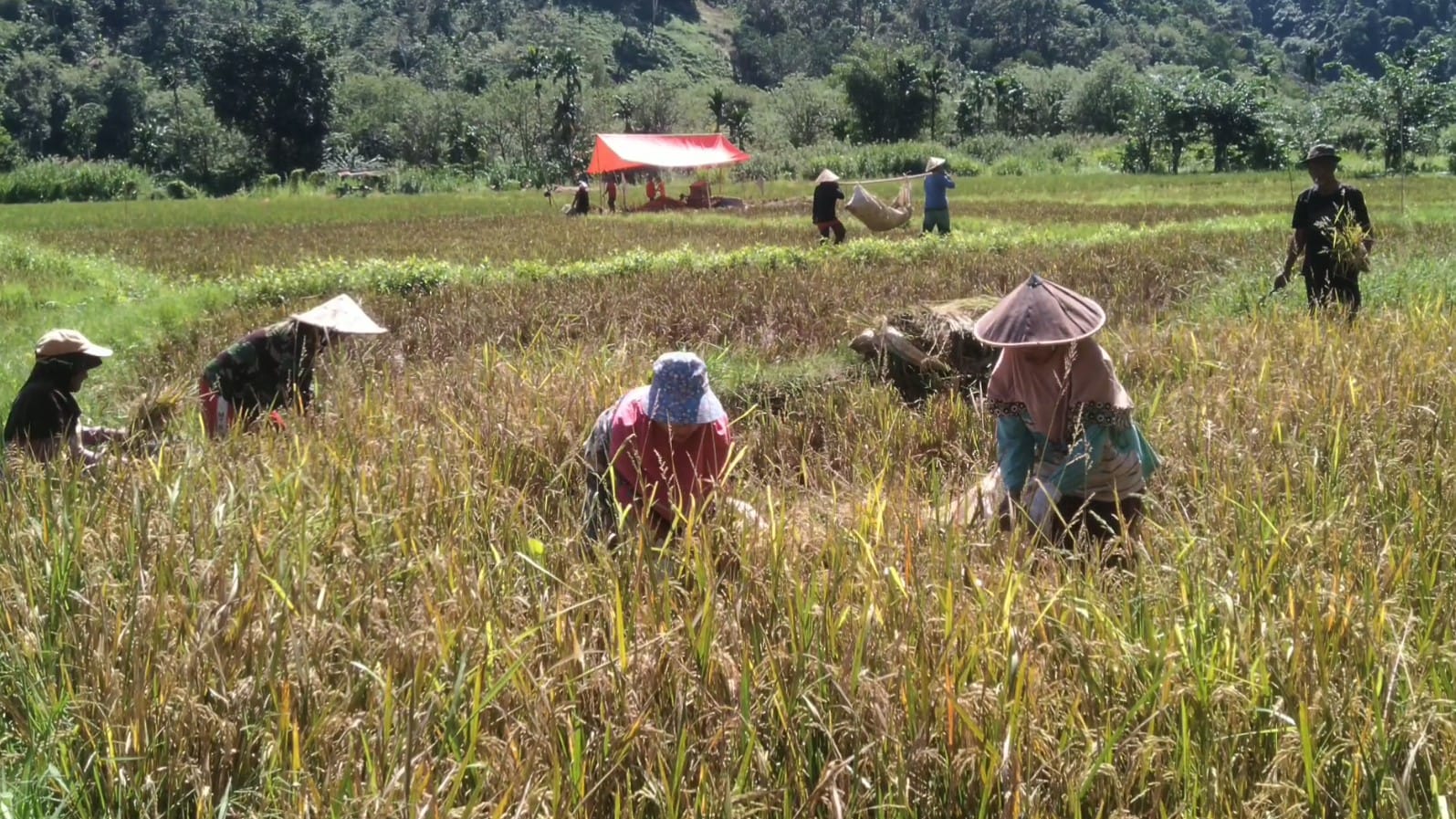 Tumpang Tindih, Lebong hanya Dapat Jatah Cetak Sawah 100 Hektare