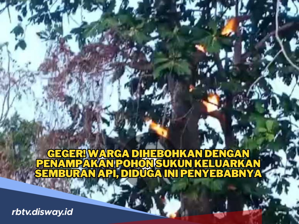 Aneh tapi Nyata, Pohon Sukun Keluarkan Semburan Api, Kok Bisa?