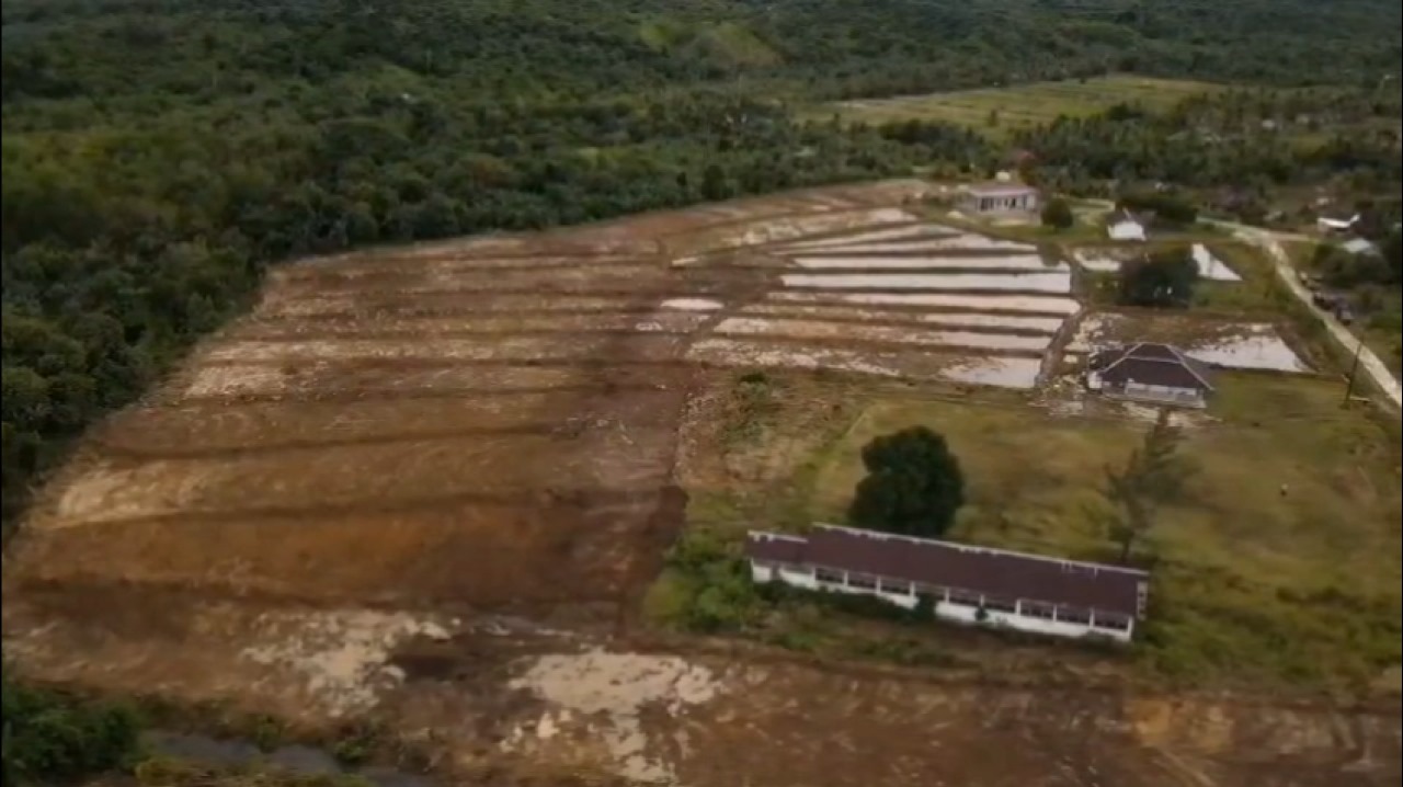 Penyebab Utama Produksi Beras Turun Ribuan Ton di Provinsi Bengkulu Berdasarkan Data BPS