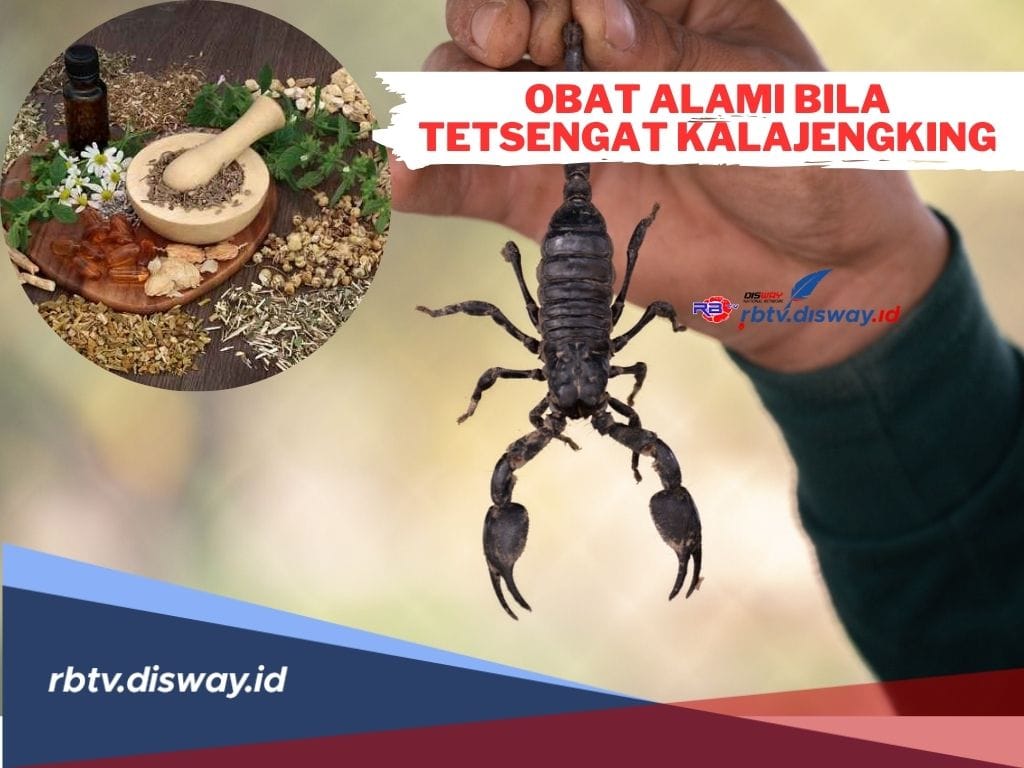 7 Obat Alami untuk Tersengat Kalajengking dan Cara Penggunaannya