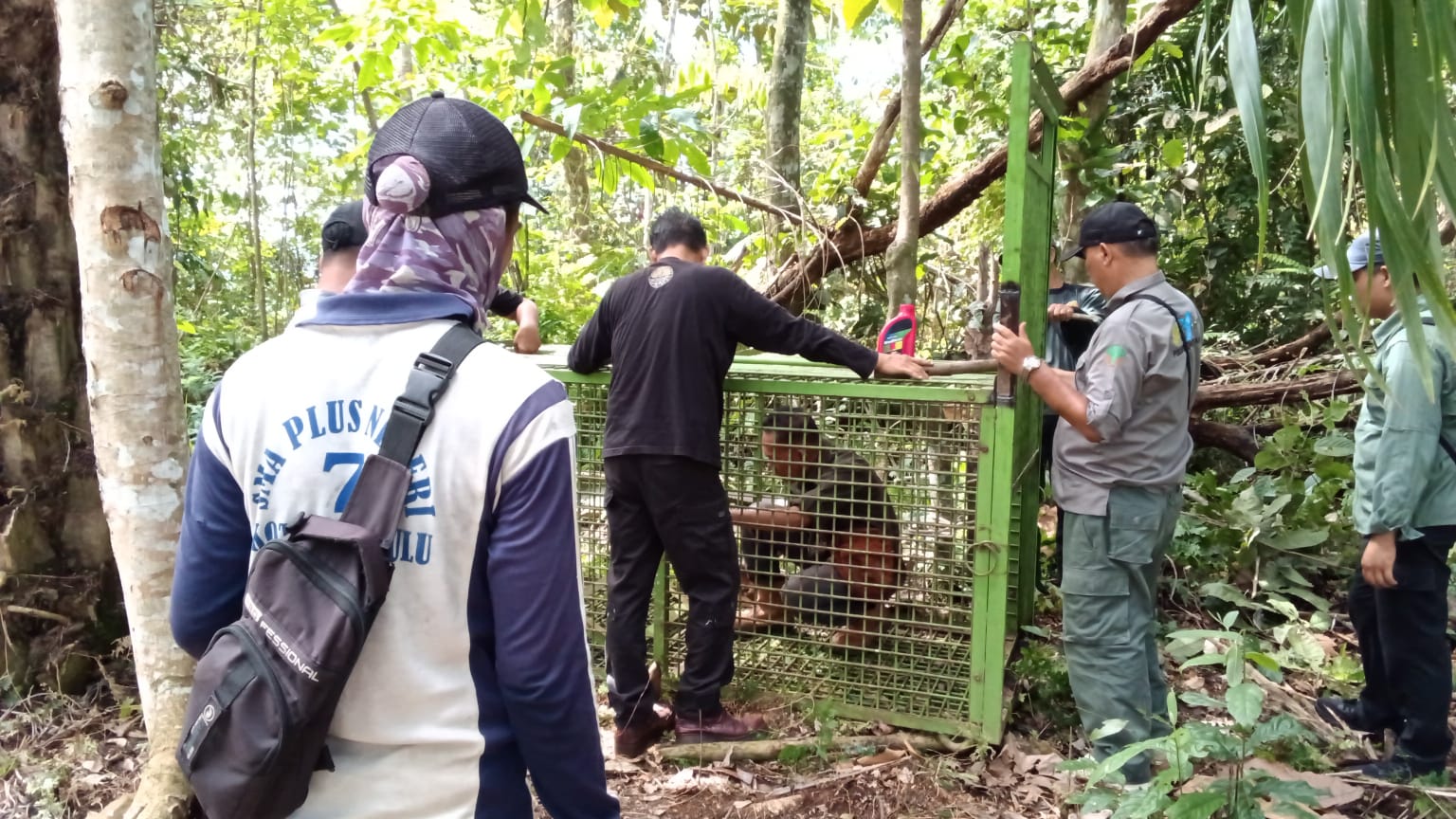 BKSDA Provinsi Bengkulu Pasang Perangkap Beruang di Desa Lubuk Sini