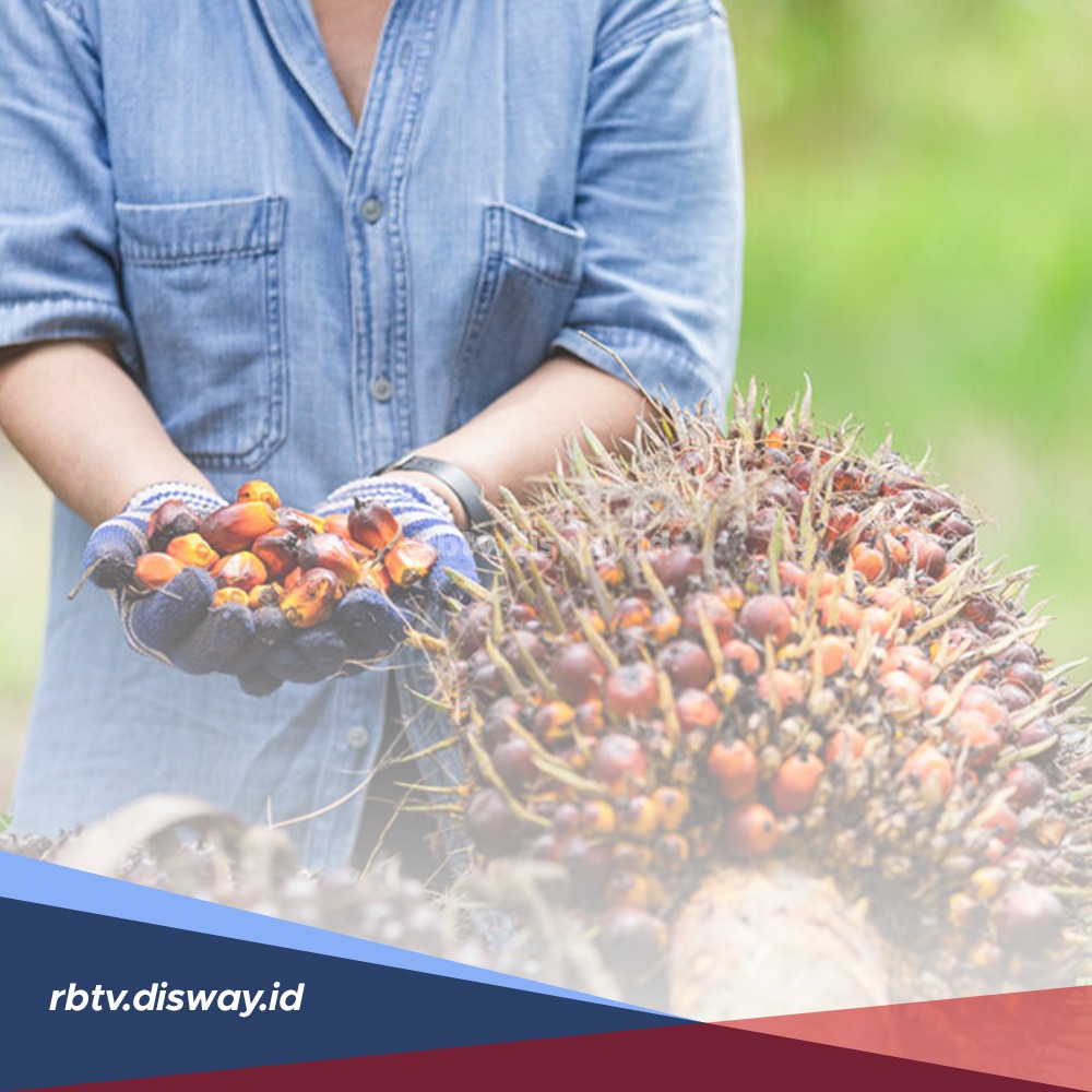 Bisa Kurangi 75 Persen Produksi Buah Sawit, Kenali Jenis dan Cara Penanganan Ulat Api Pengganggu Kelapa Sawit