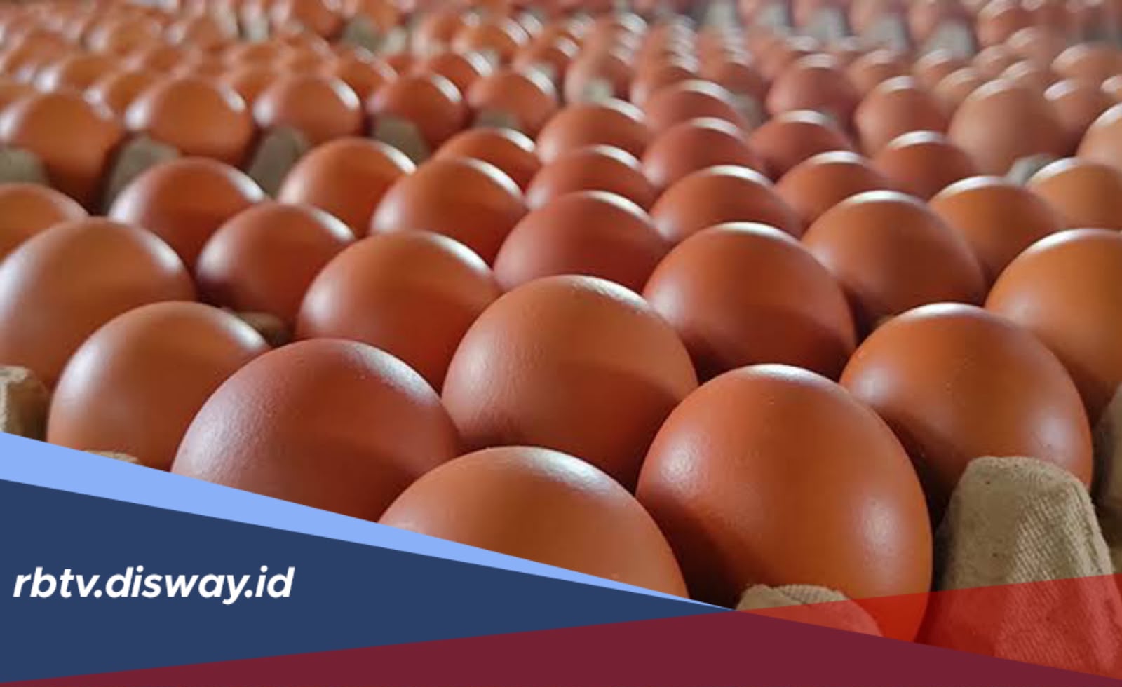 Peluang Usaha Telur Ayam, Banyak Dicari Orang, Modalnya Terjangkau