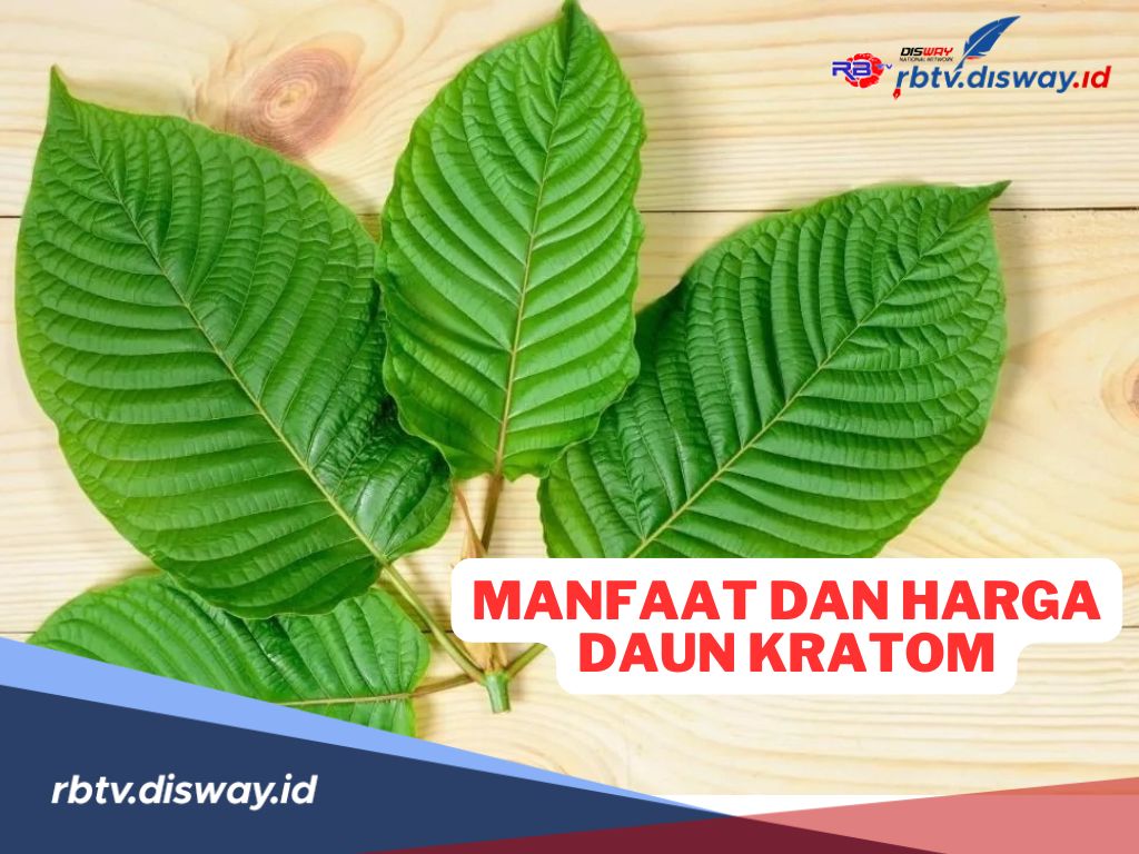 8 Manfaat Daun Kratom dan Harganya di Marketplace Online 