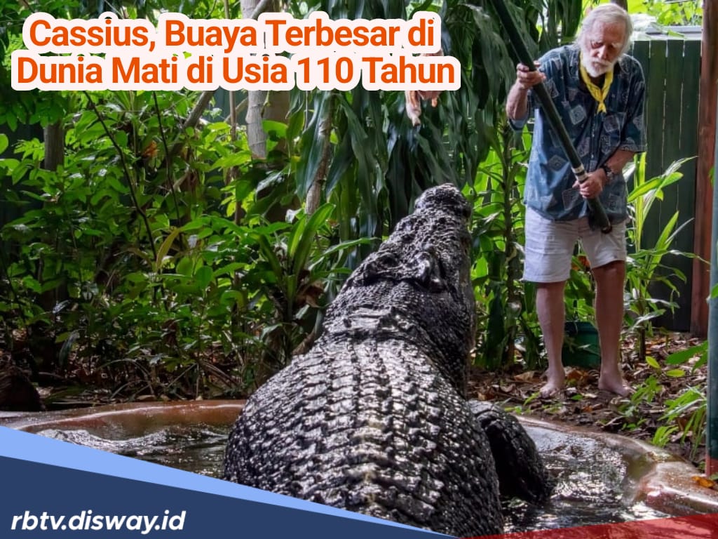 Cassius, Buaya Terbesar di Dunia Mati di Usia 110 Tahun