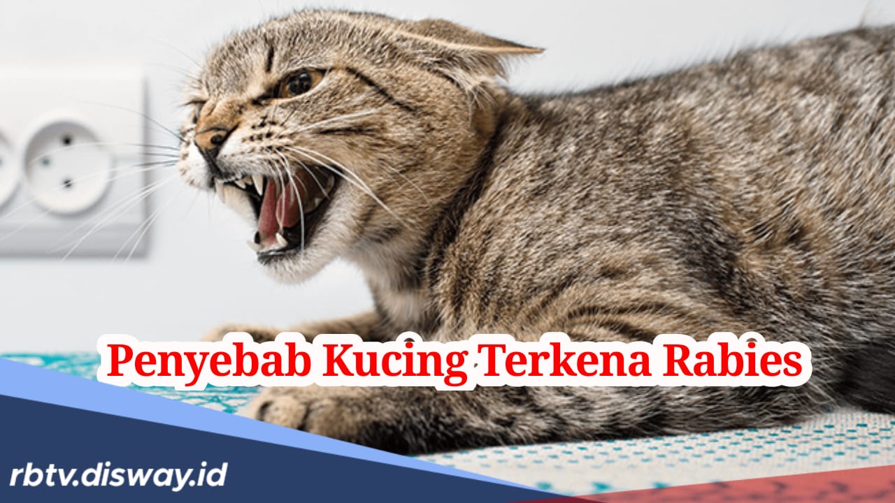 Ini 4 Penyebab Kucing Terkena Rabies, Kenali dengan Tepat