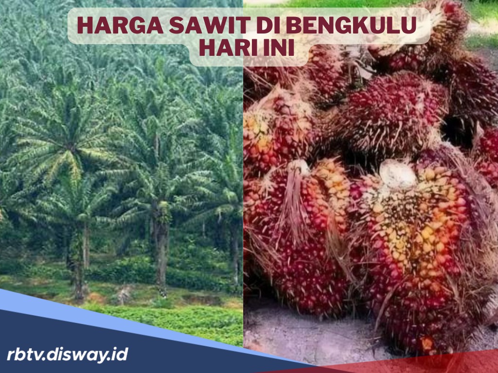 Petani Harus Sabar, Harga TBS Sawit di Bengkulu Turun, Ini Harga Terbarunya