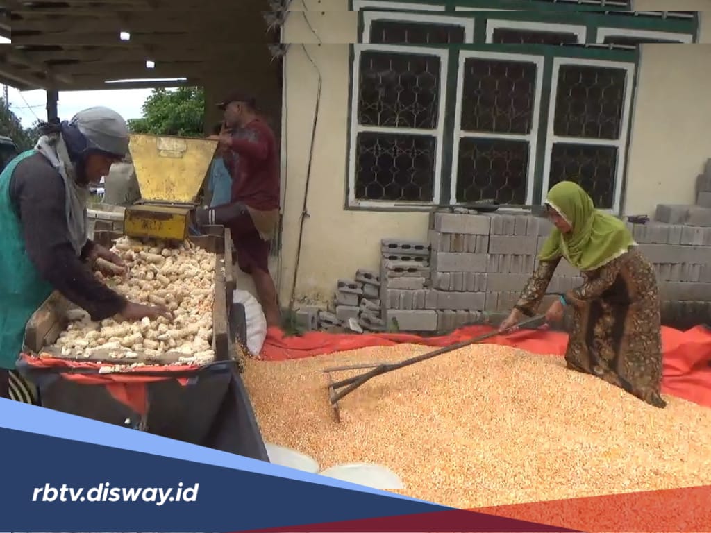 Produksi Jagung Pakan di Bengkulu Utara, Potensi Sentuh 10.000 Ton per Tahun, Petani Diimbau Jual ke Bulog