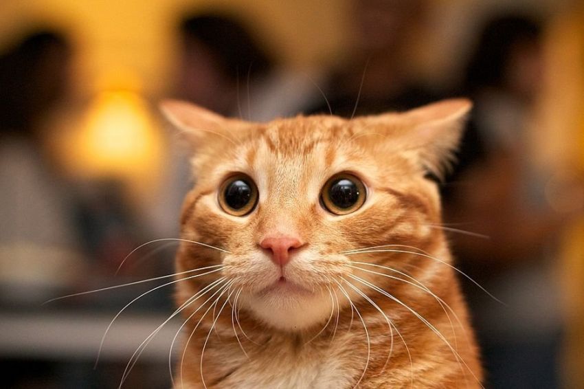Dikenal Agresif, Ini 11 Fakta Menarik tentang Kucing Orange