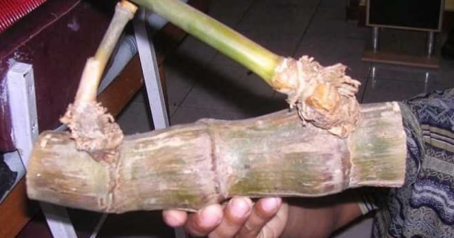 Bambu Petuk, Antara Mitos dan Harganya yang Selangit