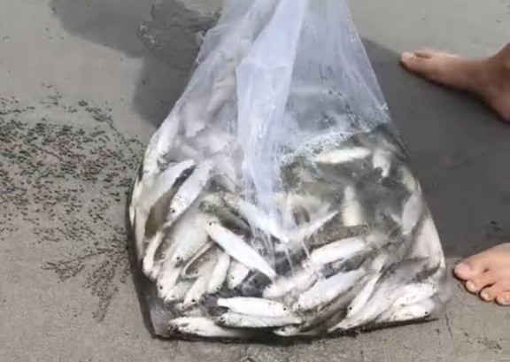 Warga-Wisatawan Ramai-ramai Panen Ikan Belanak di Pesisir Pantai Panjang 