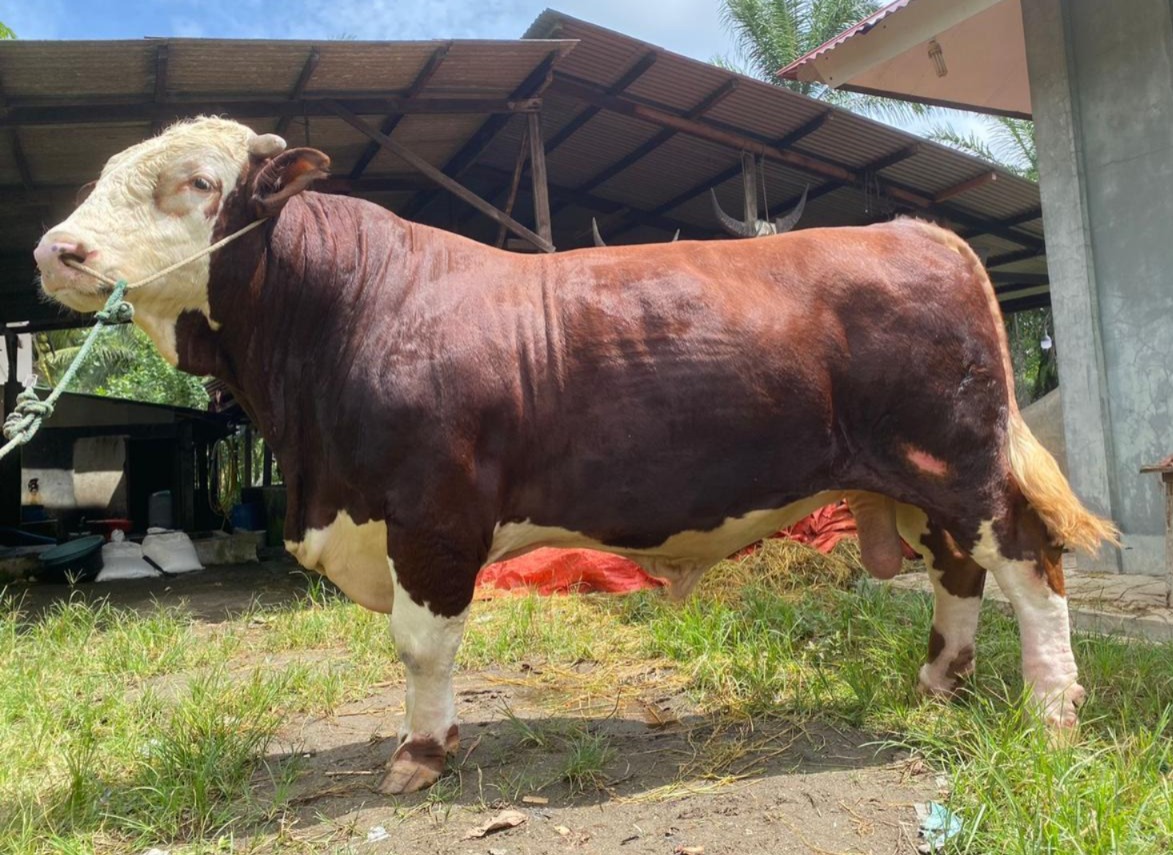 Sapi Kurban Presiden Prabowo di Kabupaten Mukomuko Berbobot 1,3 Ton, Lokasi Penyembelihannya di Masjid Ini
