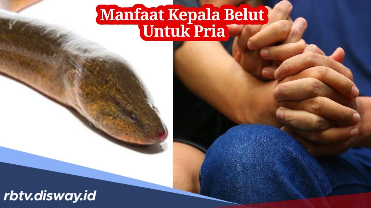 11 Manfaat Ramuan Herbal Kepala Belut untuk Kaum Pria 