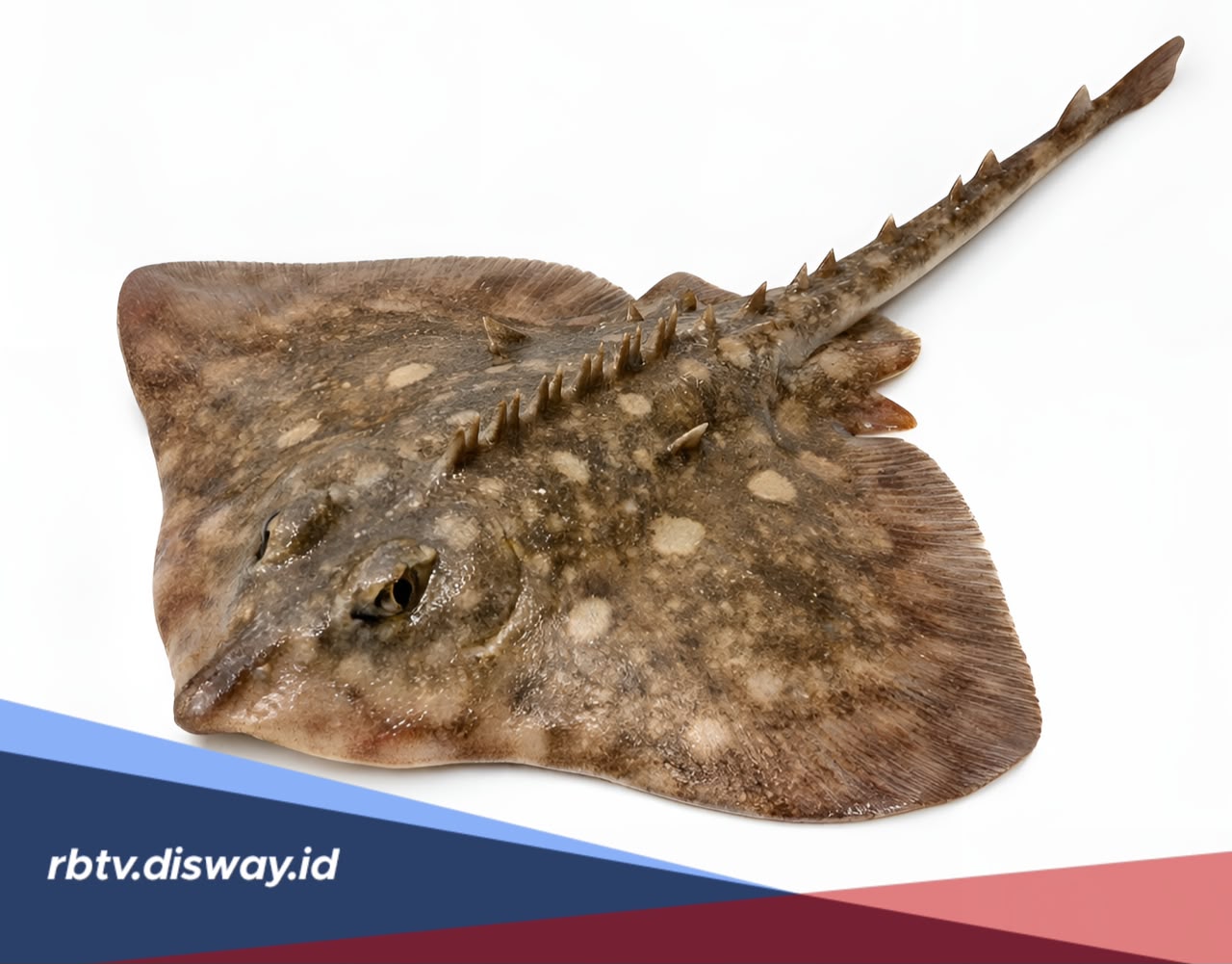 Mitos Ekor Ikan Pari yang Katanya Berhubungan dengan Dunia Gaib