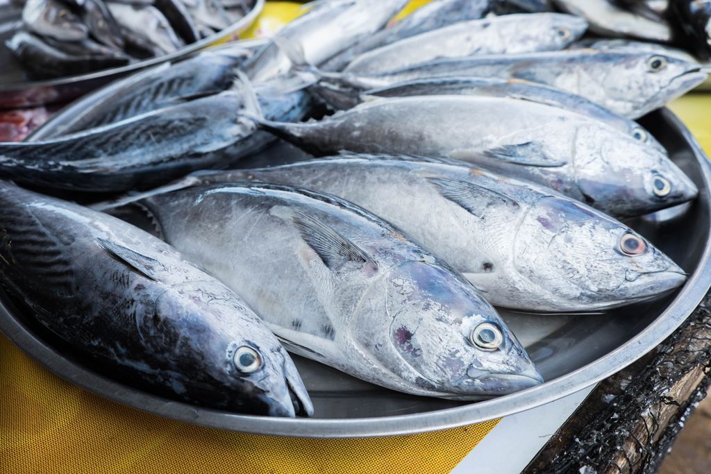 Kenapa Ikan Tongkol Beracun? Begini Cara Mengolah Ikan Tongkol agar Tidak Beracun