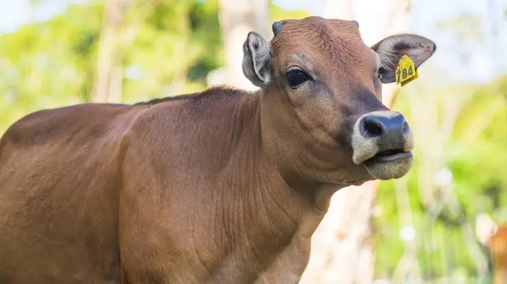 Kurban Satu Ekor Sapi Untuk 7 Orang di Dalam Keluarga, Bolehkah? Ini Penjelasan UAH