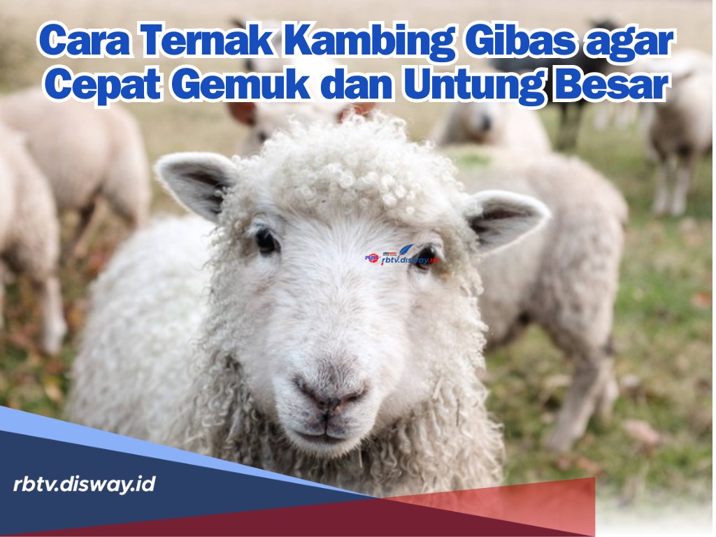 Begini Cara Ternak Kambing Gibas agar Cepat Gemuk dan Untung Besar, Anti Gagal