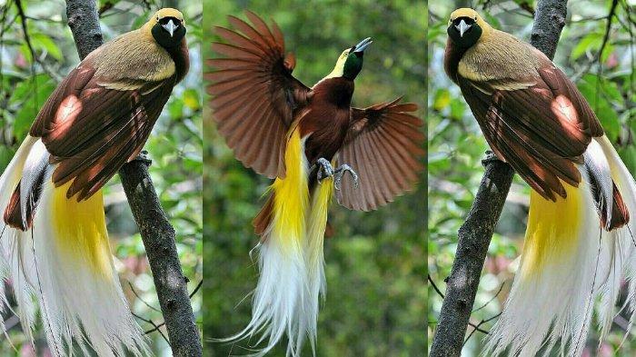 Exploring The Rich Birds Diversity: Native Bird Species from Indonesia You Should Know