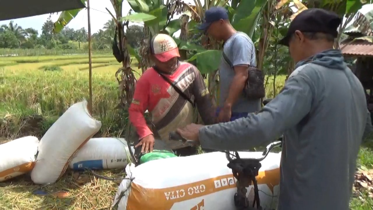 Petani di Bengkulu Utara Semringah Harga Pupuk Subsidi Turun, Minta Harga Gabah Naik