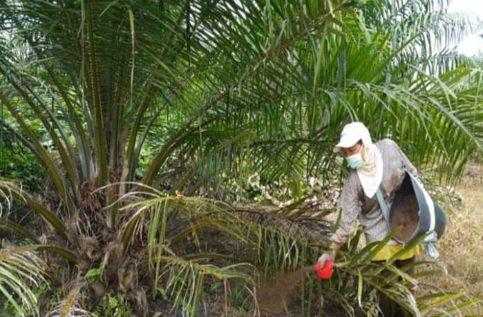 Jangan Salah, Lakukan Cara Memupuk Kelapa Sawit Seperti Ini agar Hasilnya Maksimal