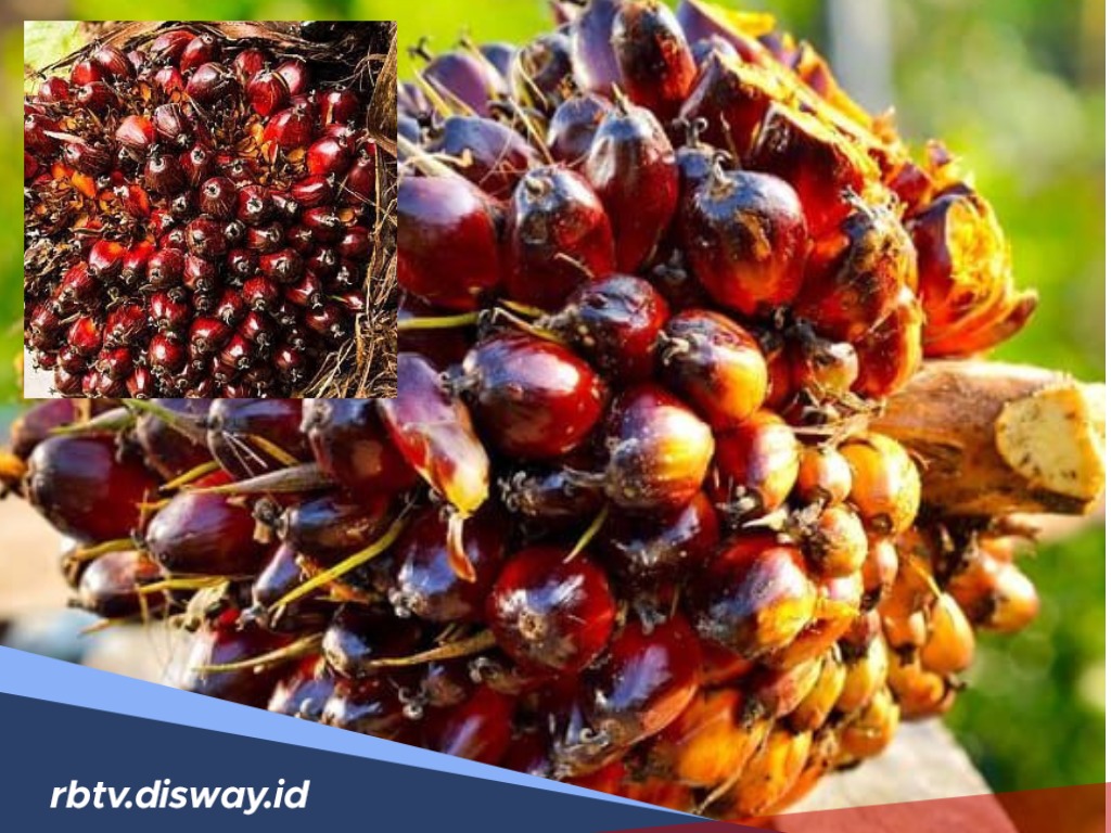 Harga TBS Sawit di Bengkulu Utara Merangkak Tipis, Segini Harga Terbarunya