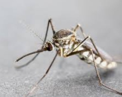Bahaya Nyamuk Anopheles Betina, Sudah 400 Ribu Orang Meninggal Dunia, Menggigit Petang Sampai Malam