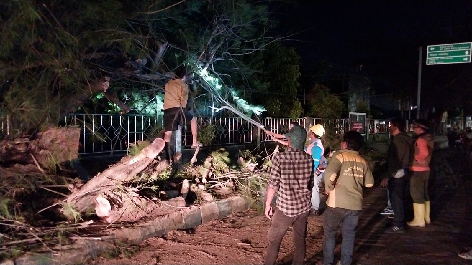 Nyaris, Pohon Cemara Setinggi 5 Meter Depan Kantor Dinas PMD Provinsi Bengkulu Roboh