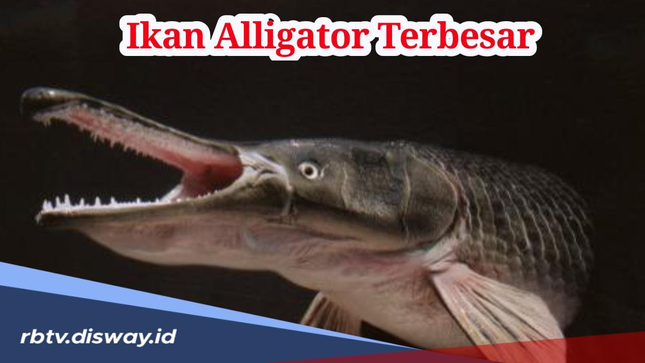 Mantap! Pemacing di Texas Dapat Ikan Aligator Terbesar, Beratnya Capai 128 Kg