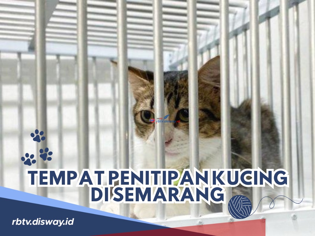 Aman Ditinggal Mudik, Ini Rekomendasi Tempat Penitipan Kucing di Semarang