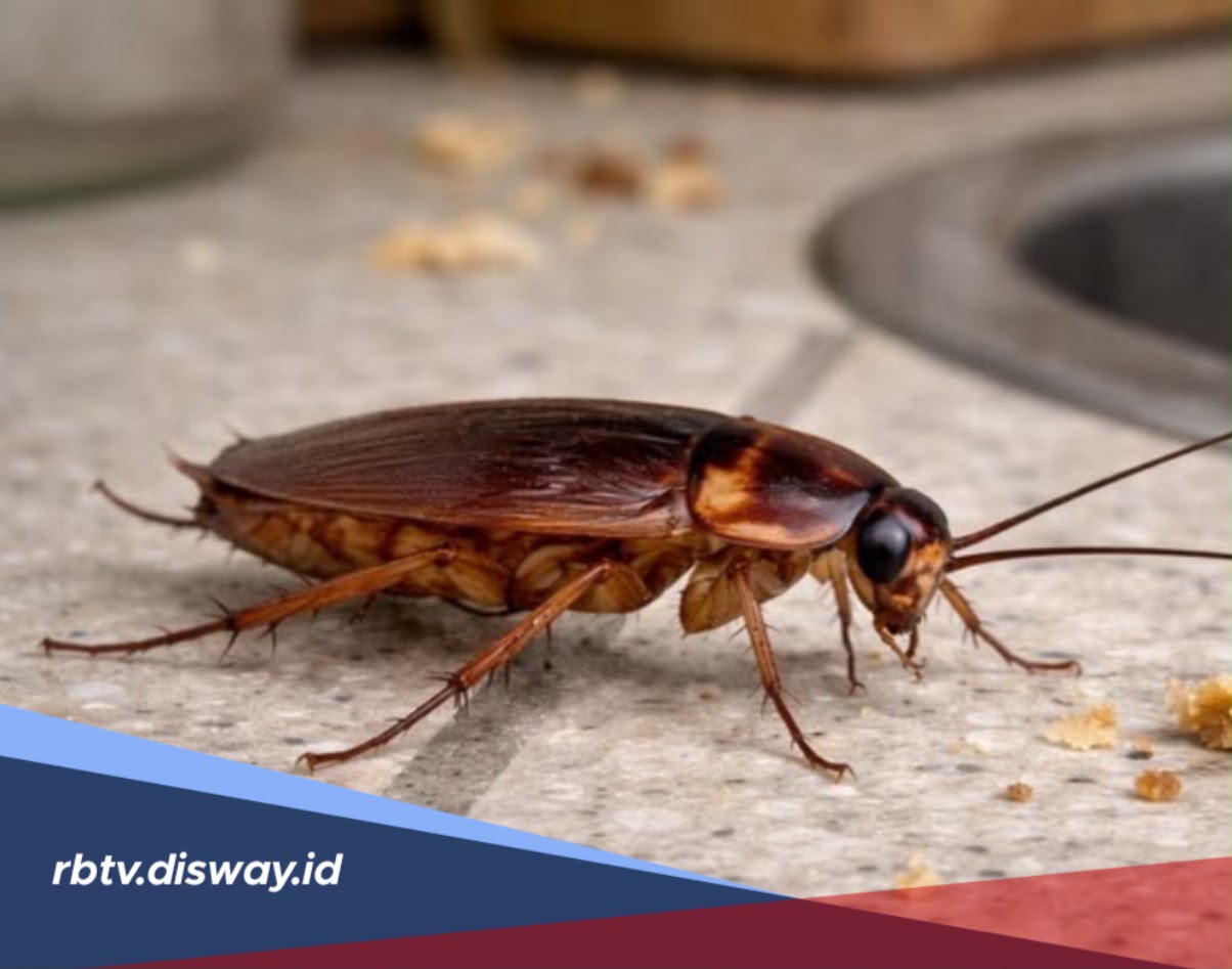 Jijik karena di Rumah Banyak Kecoa? Begini Cara Mudah Mengatasinya