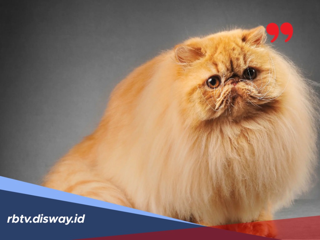 6 Tips Merawat Bulu Kucing agar Tidak Rontok dan Tetap Lebat