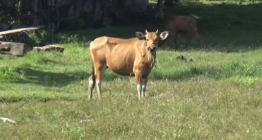 Pengusaha Sapi di Bengkulu Ditipu Rekan Bisnis Puluhan Juta