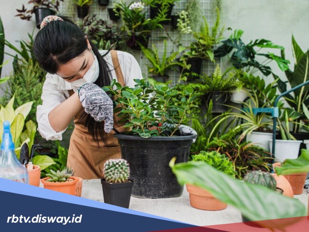 10 Cara Merawat Tanaman Hias agar Subur dan Indah, Cocok untuk Pemula