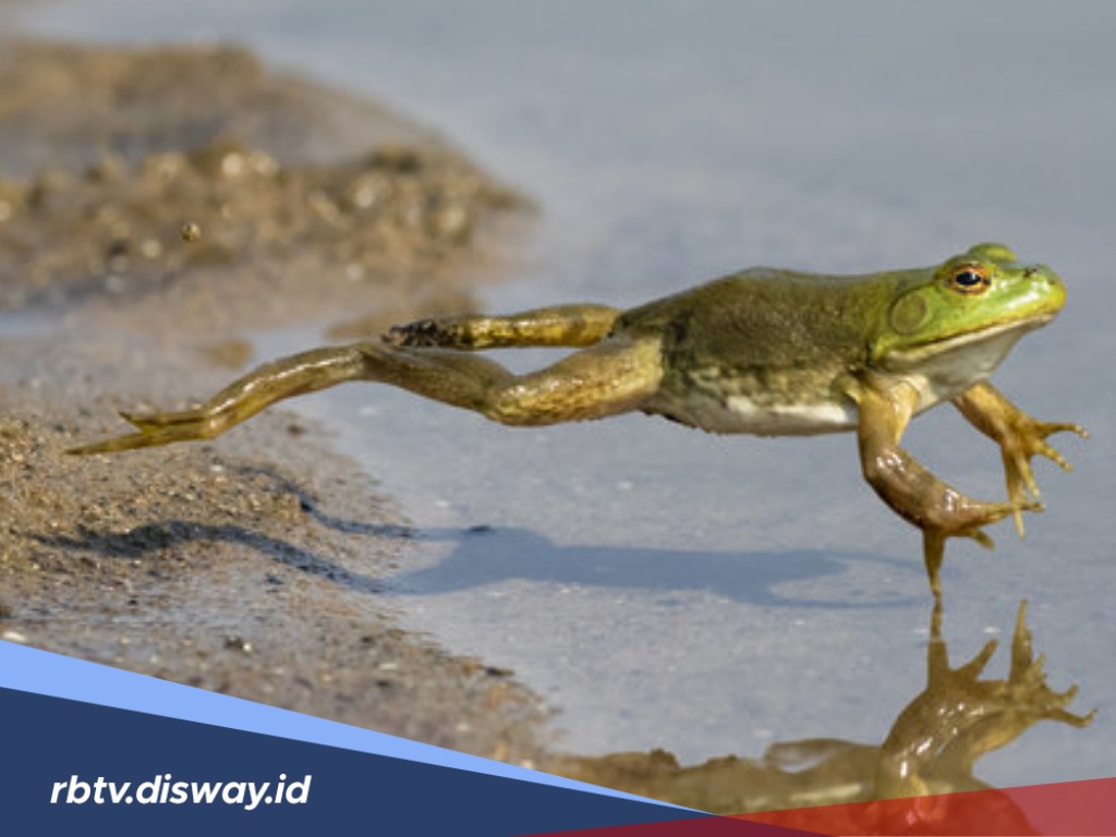 Viral Fenomena Turun Hujan Katak dari Langit Brazil, Berapa Kecepatan Melompat Seekor Katak?