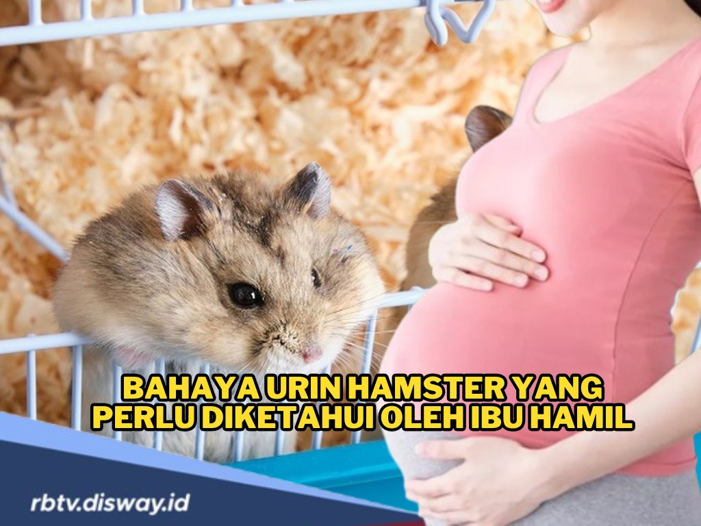 Penting, Ini Bahaya Urin Hamster yang Perlu Diketahui Ibu Hamil, Dampaknya Buruk Sekali