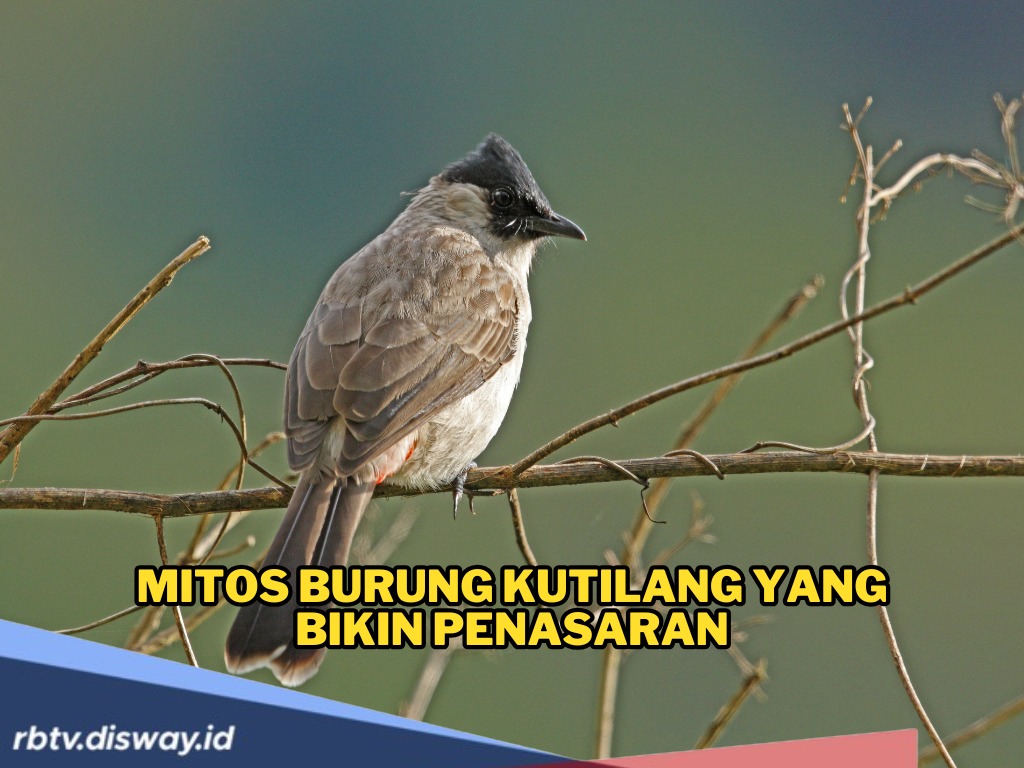 Mitos Burung Kutilang yang Bikin Penasaran Disebut Pembawa Rezeki, Penjaga Rumah dan Penarik Cinta Keluarga