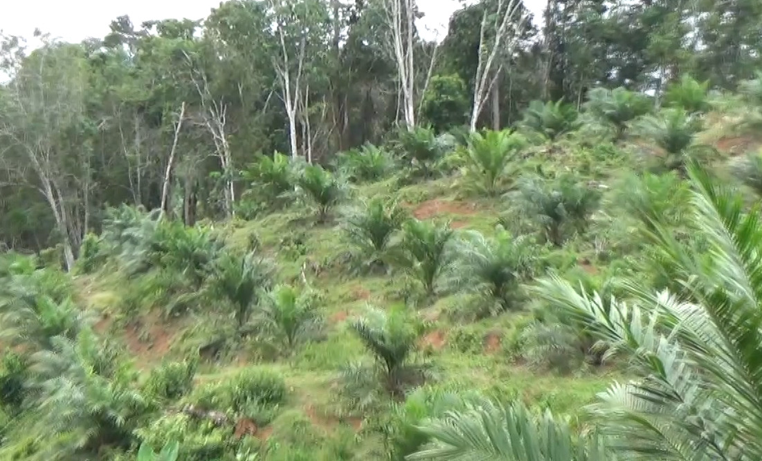 Program Peremajaan Sawit di Bengkulu Utara Gagal Capai Target