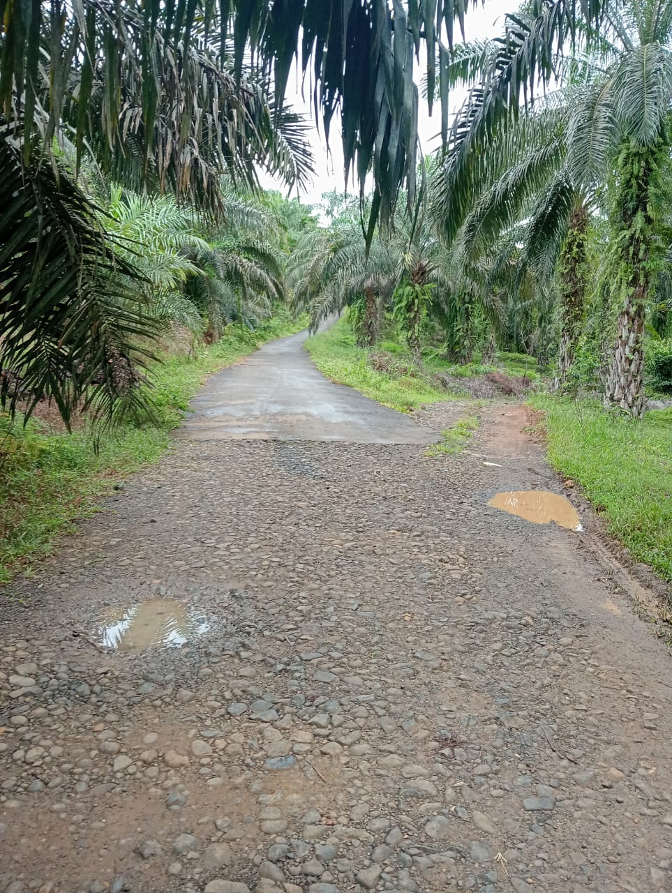 Proyek Pembangunan Jalan di Desa Simpang Seluma Utara Terhenti, Warga Berharap Segera Berlanjut