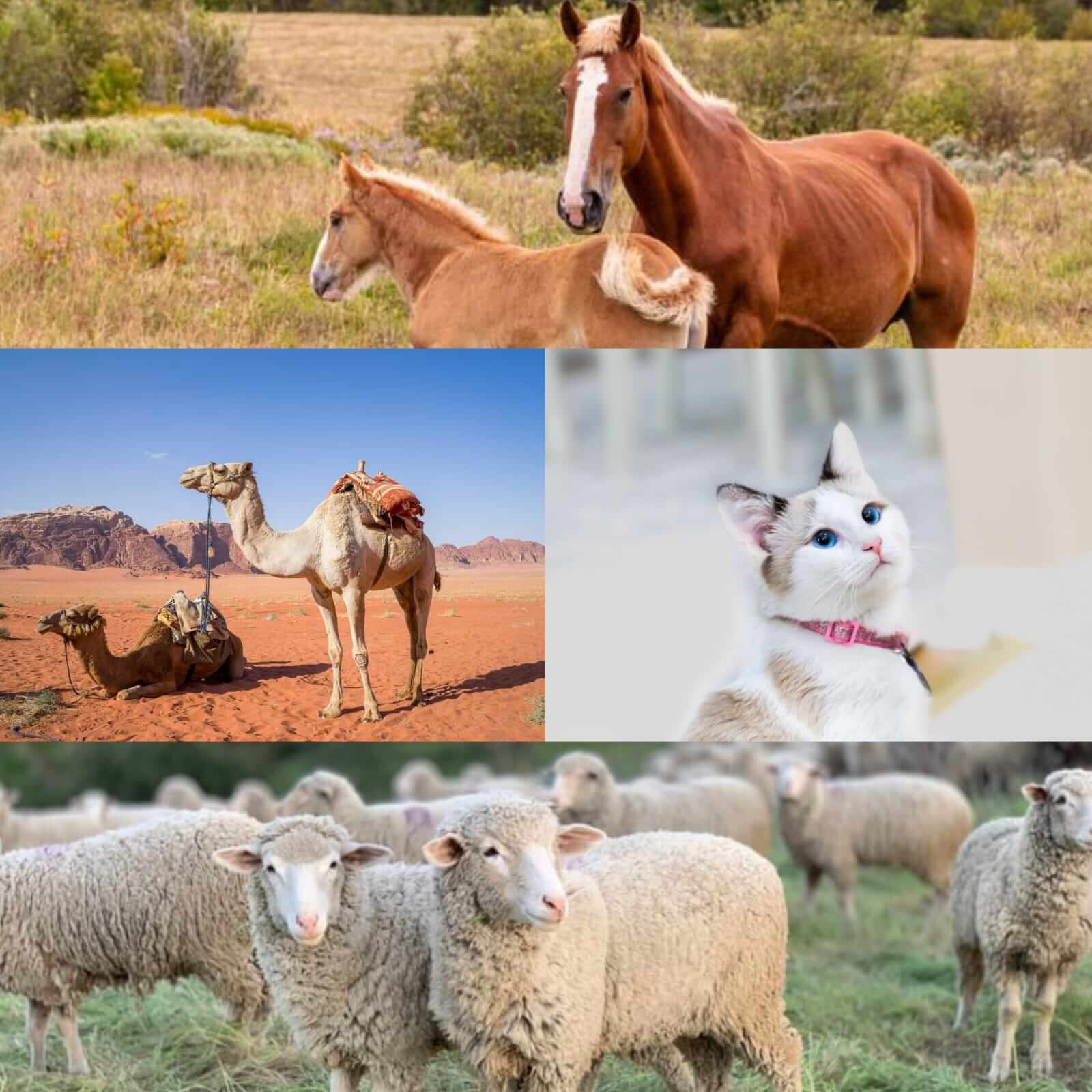 Bukan hanya Kucing, Ini Daftar Hewan Peliharaan Kesayangan Nabi Muhammad SAW